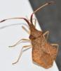 Syromastus rhombeus